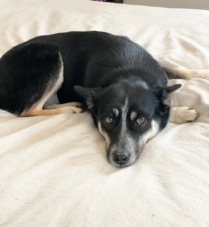 Brilliant Harmony thumbnail 4