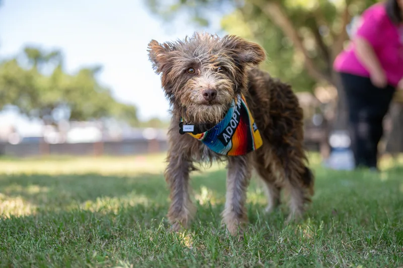 A young small-sized male Brown / Chocolate Terrier dog named Lucas for adoption in Santa Rosa, CA