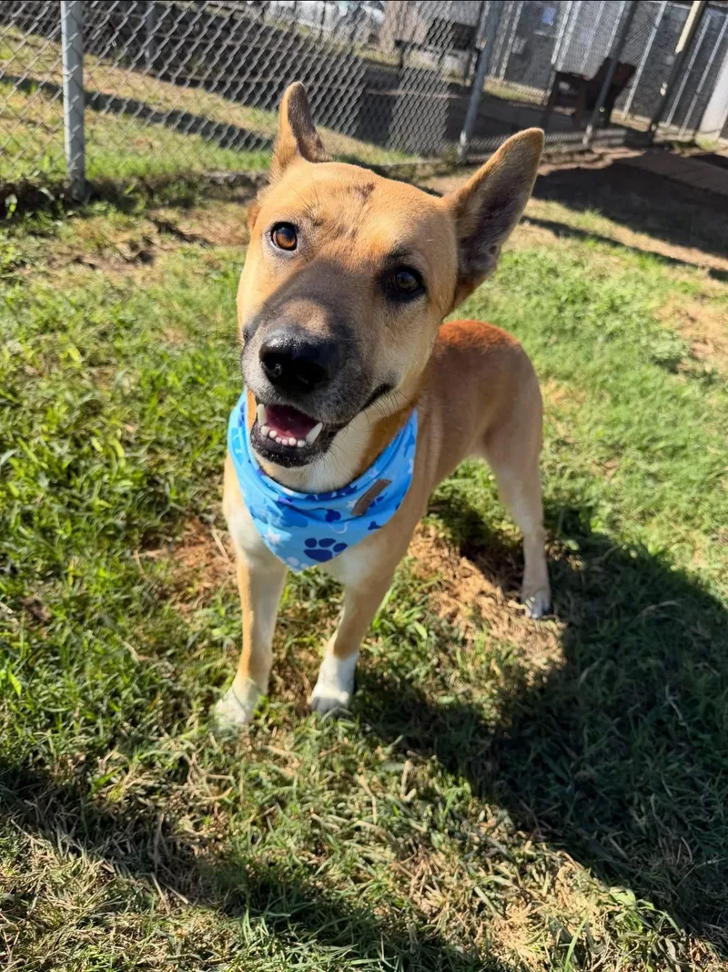 An adult medium-sized male German Shepherd Dog dog named Melvin for adoption in Spring, TX