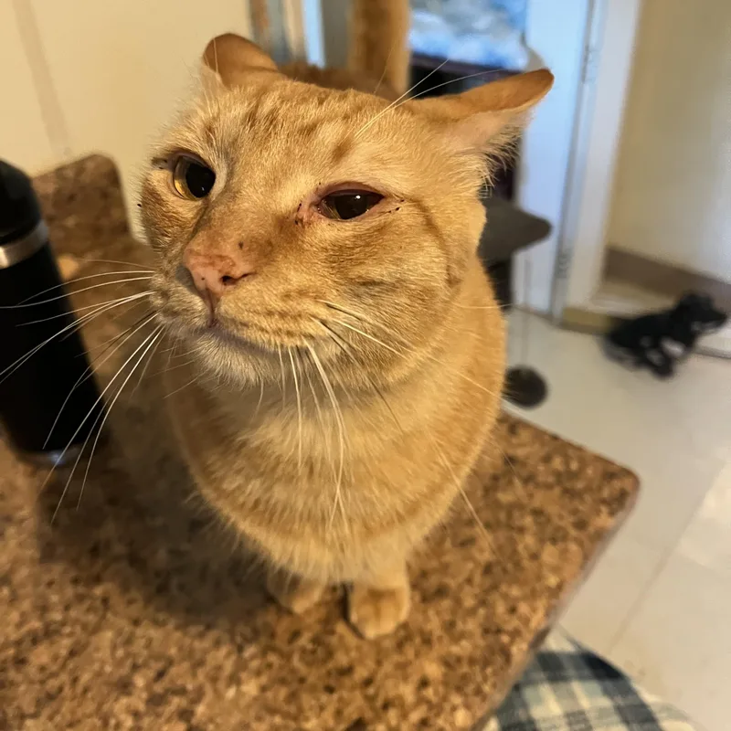A young medium-sized female Tabby (Orange / Red) Domestic Short Hair cat named Sisters Phoebe and Nepeta for adoption in Moline, IL