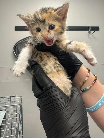 A baby small-sized female Domestic Short Hair cat named Tifa for adoption in Sevierville, TN