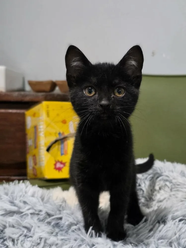 A baby small-sized female Black Domestic Short Hair cat named Macaron Maggie for adoption in Lewisburg, TN