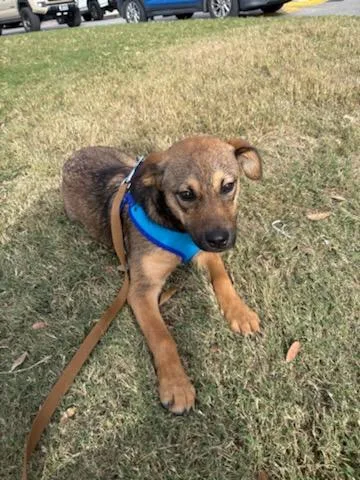 An adult small-sized female Shepherd dog named Swim for adoption in San Antonio, TX