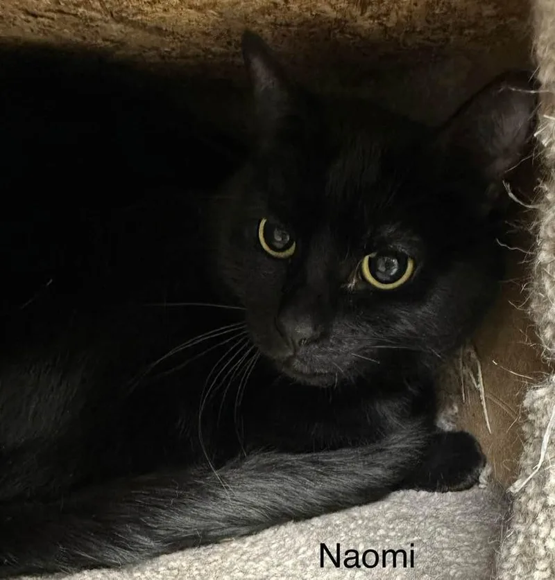 An adult small-sized female Domestic Short Hair cat named Naomi for adoption in Ballwin, MO