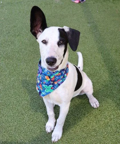 A young large-sized male Hound dog named Left Eye Athens for adoption in Rockaway, NJ