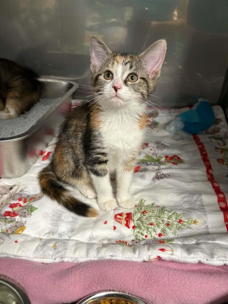 A baby medium-sized female Calico Domestic Short Hair cat named Cami for adoption in Ona, WV