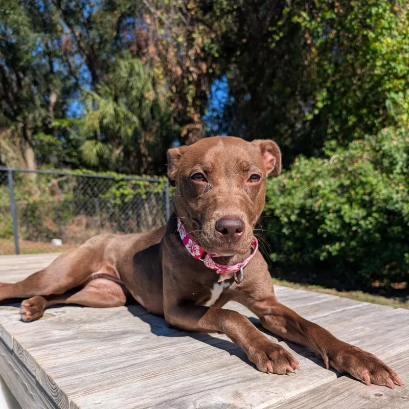 An adult medium-sized female Brown / Chocolate Mixed Breed dog named Mocha for adoption in Lakeland, FL