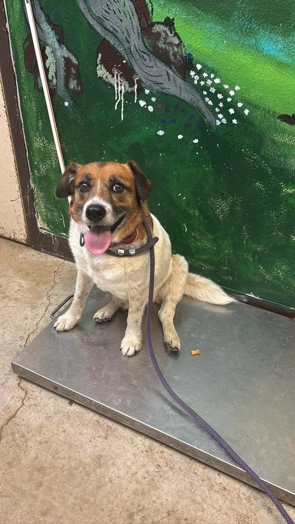 A young medium-sized male Australian Cattle Dog / Blue Heeler dog named Red for adoption in New Braunfels, TX