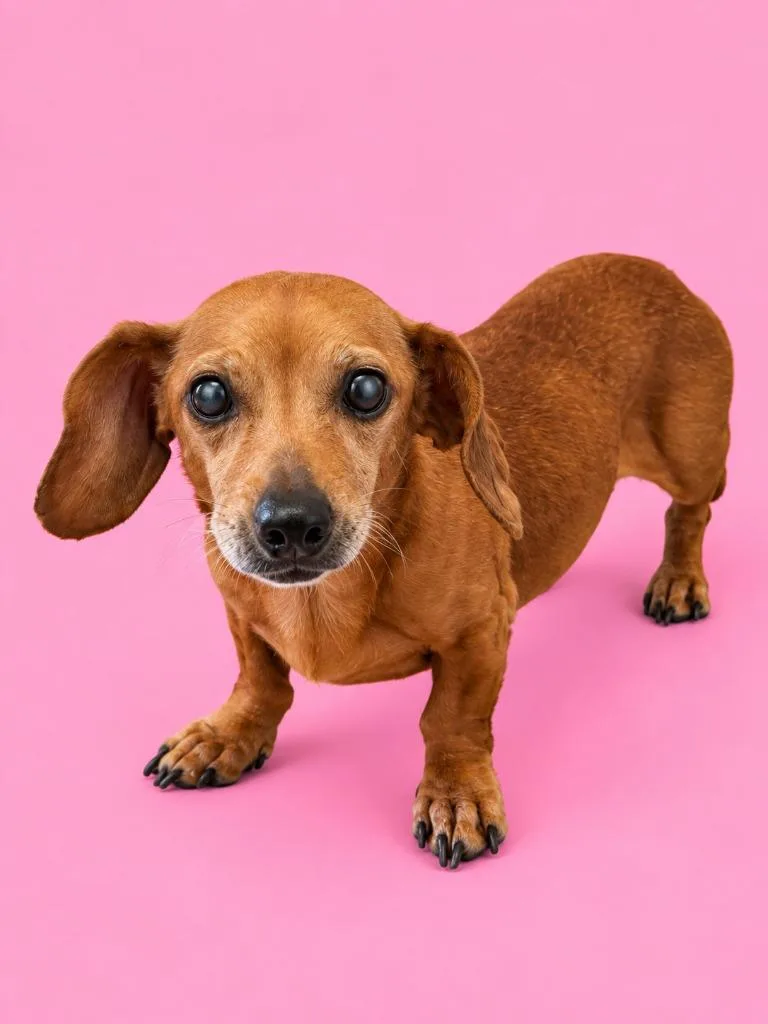 An adult small-sized female Dachshund dog named Tootie for adoption in Wauchula, FL