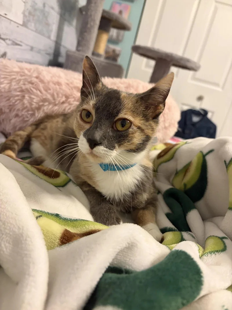A baby medium-sized female Domestic Short Hair cat named Minney for adoption in Island Lake, IL