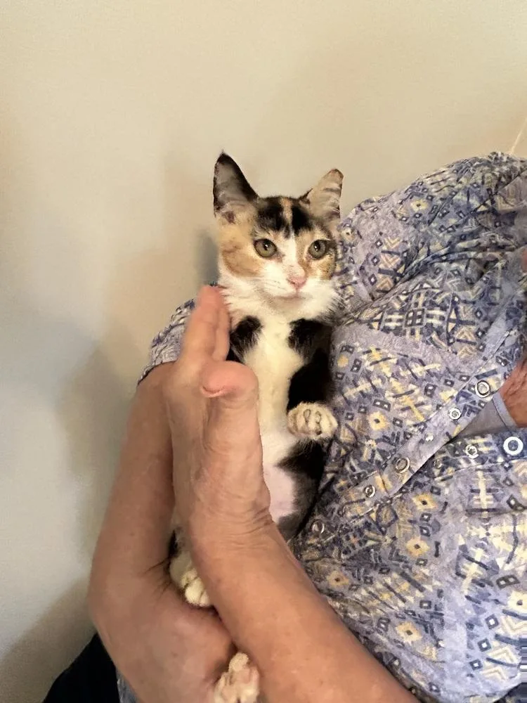A baby small-sized female Domestic Short Hair cat named Chloe for adoption in Mooresville, NC