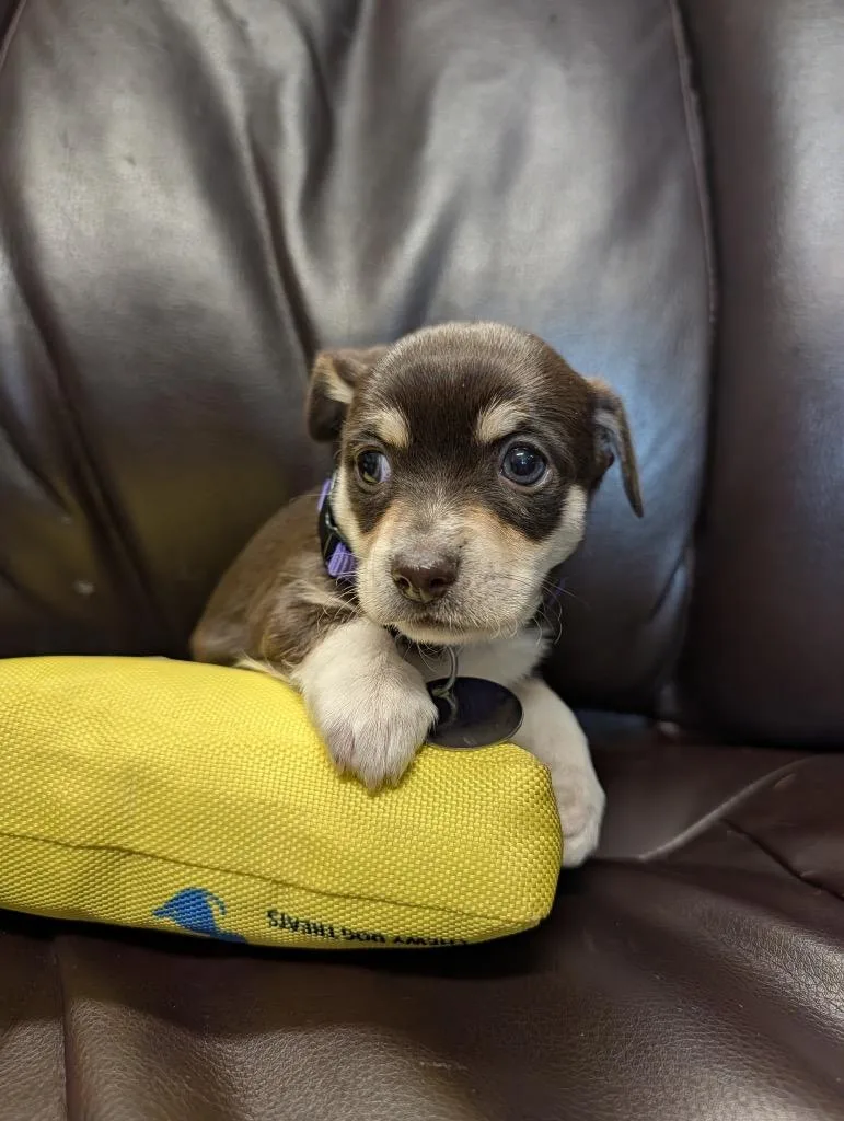 A baby small-sized female Chihuahua dog named Coprolite for adoption in Reno, NV