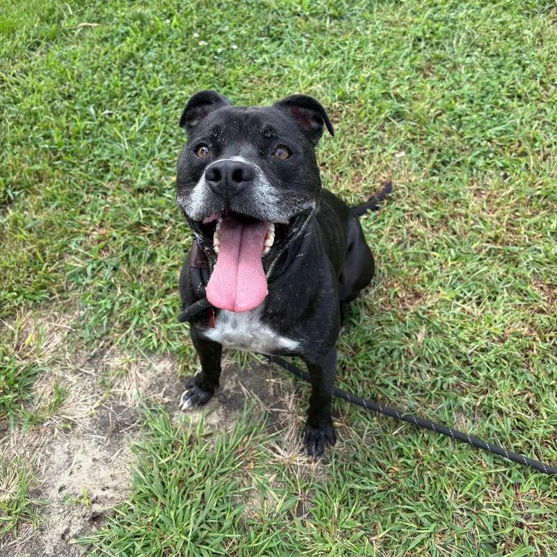 An adult medium-sized male Mixed Breed dog named Cola for adoption in Newark, NJ