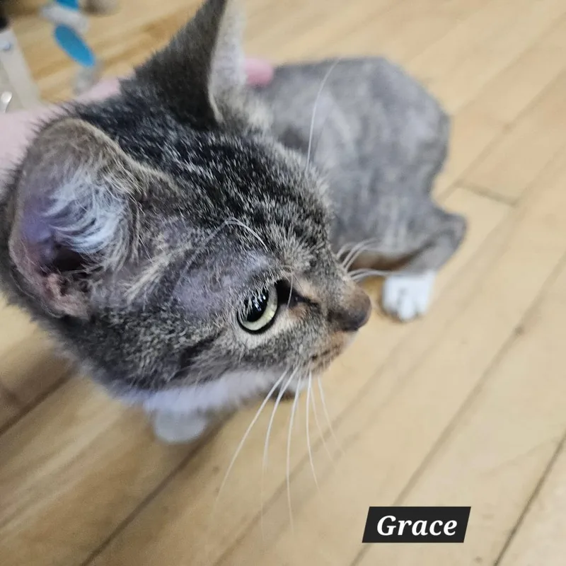 An adult small-sized female Domestic Short Hair cat named Grace for adoption in Ringtown, PA