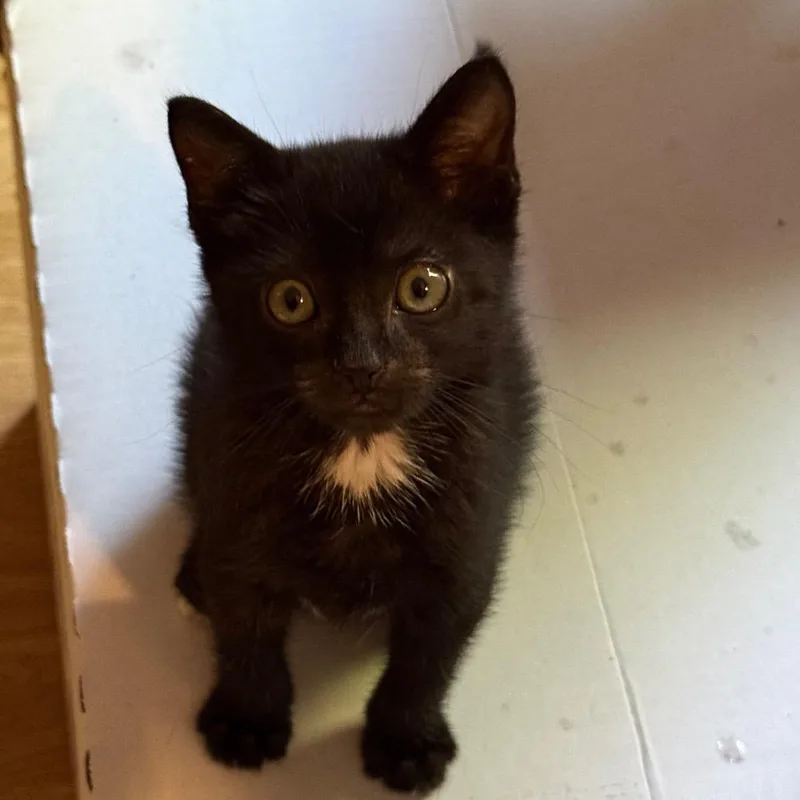 A baby small-sized male Black Domestic Short Hair cat named Raven for adoption in Westport, CT