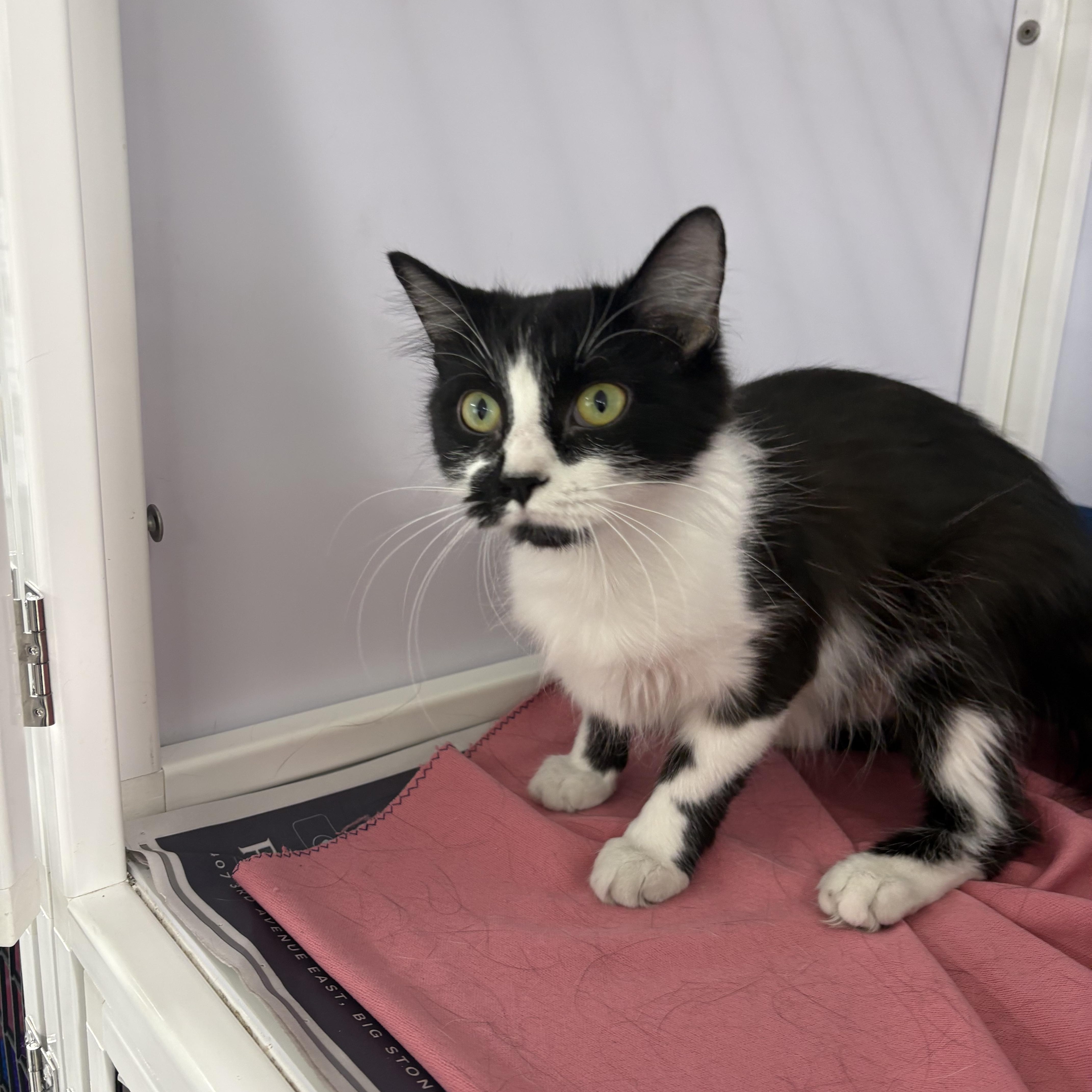 A young medium-sized female Domestic Long Hair cat named Patches for adoption in Rogersville, TN