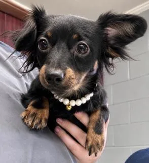 Mimi