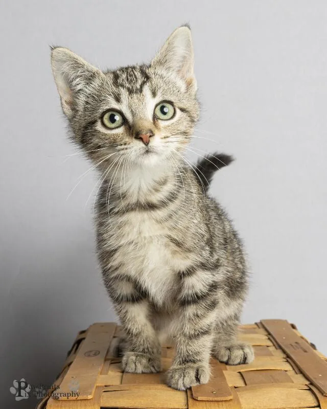 A young medium-sized male Tabby (Brown / Chocolate) Domestic Short Hair cat named Tim for adoption in Maryville, TN