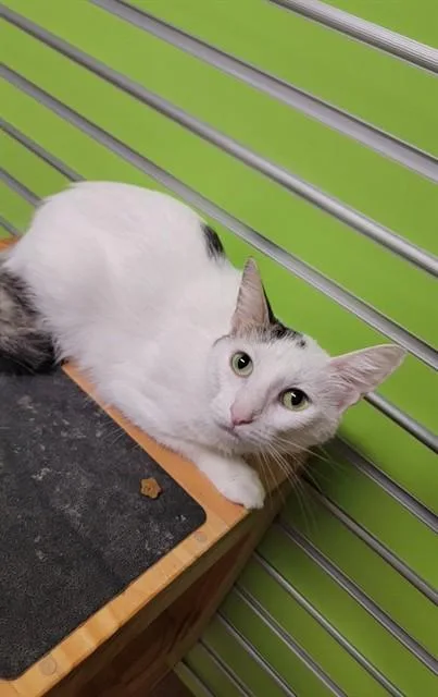 A young medium-sized female Domestic Short Hair cat named Tarra for adoption in Saint Peters, MO