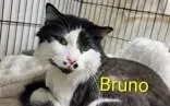 An adult large-sized male Black & White / Tuxedo Domestic Short Hair cat named Bruno for adoption in Moline, IL
