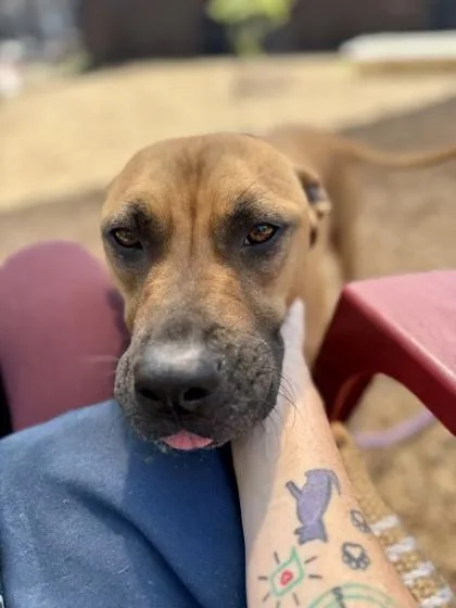 An adult large-sized female Mixed Breed dog named Glow Stick for adoption in Chamblee, GA