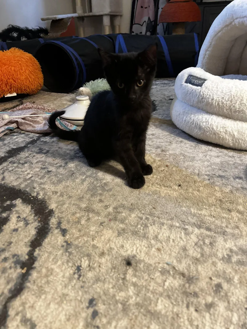 A baby small-sized male Domestic Short Hair cat named Blueberry Crumble C Wright for adoption in Saunderstown, RI