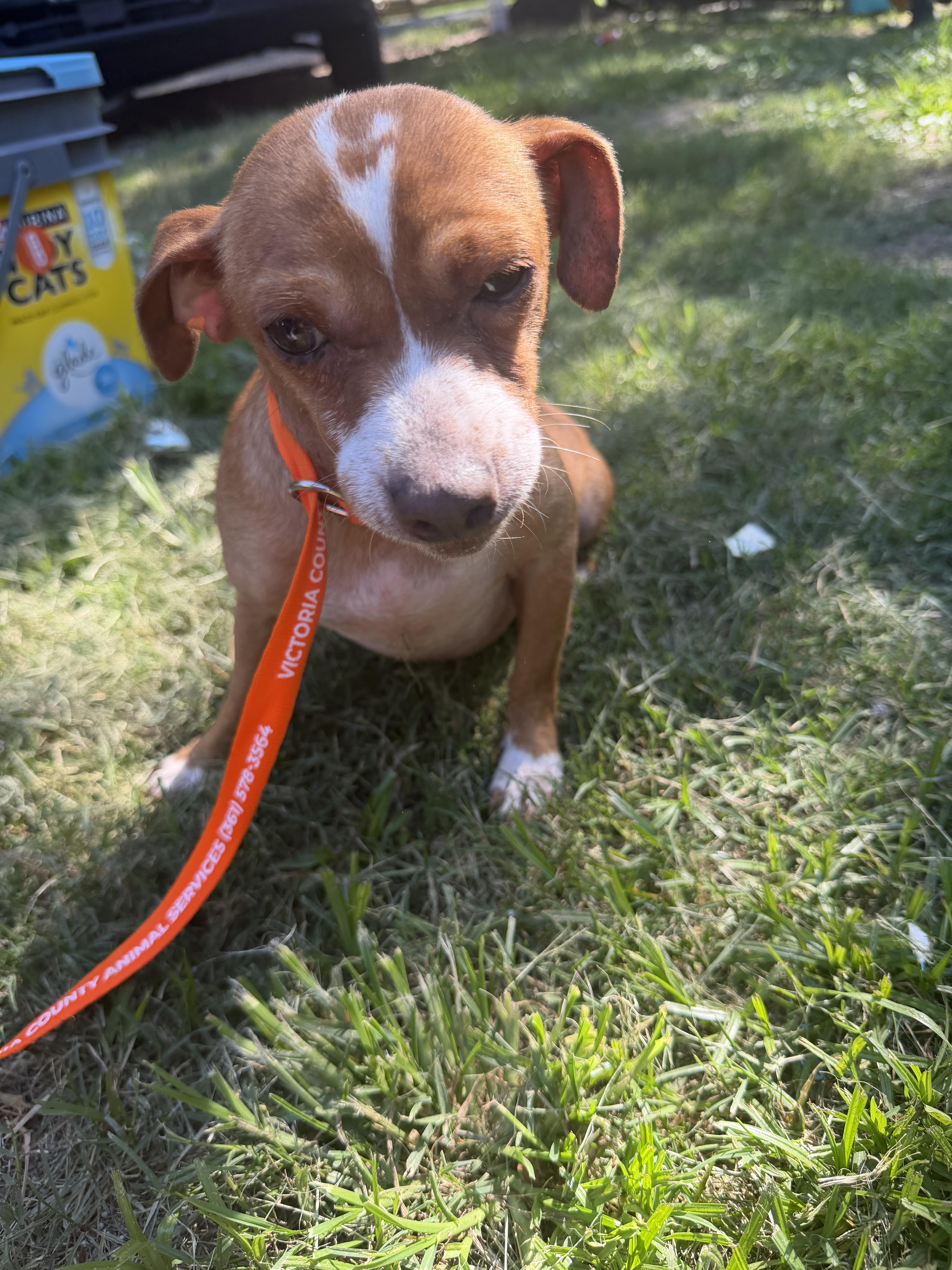 A young small-sized male Dachshund dog named Cinch Local Aug for adoption in Louise, TX