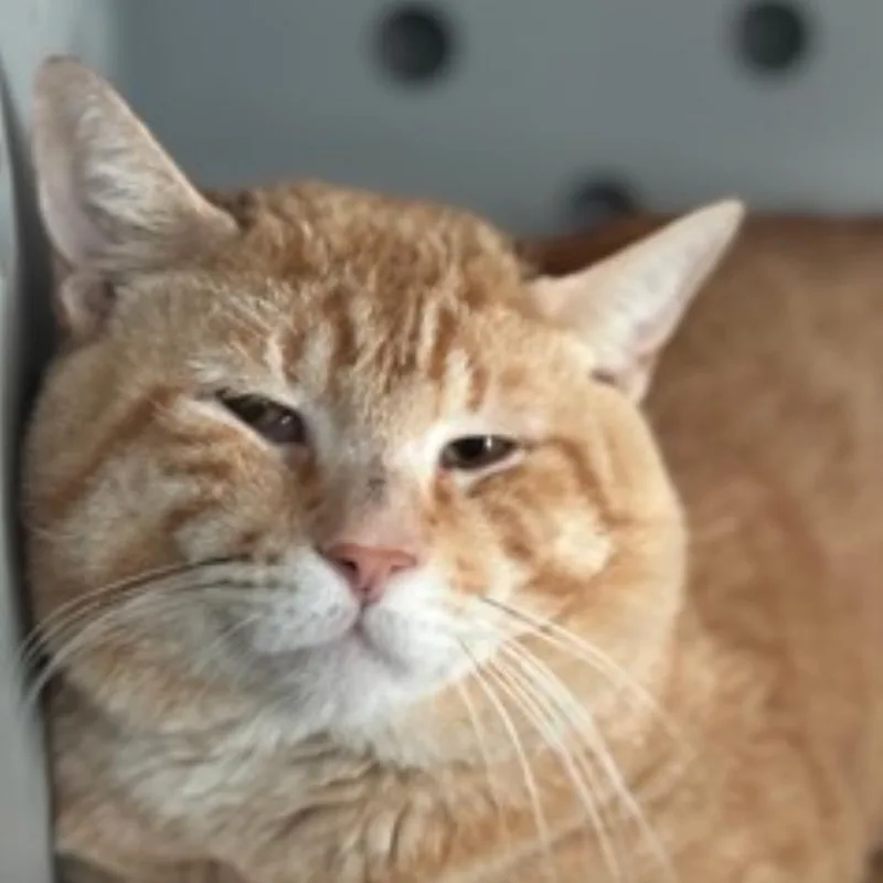 A young large-sized male Orange / Red Domestic Short Hair cat named Rusty for adoption in New York, NY