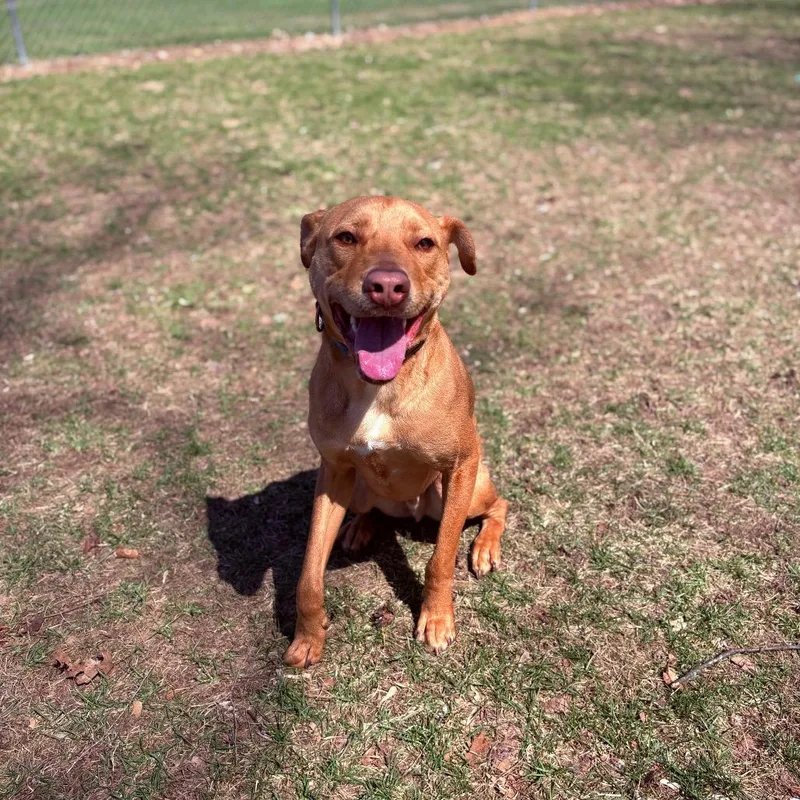 An adult large-sized male Mixed Breed dog named Kronk for adoption in Fenton, MI