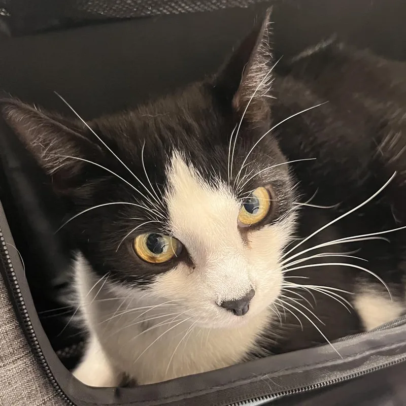 An adult large-sized male White Domestic Short Hair cat named Craig for adoption in Tampa, FL