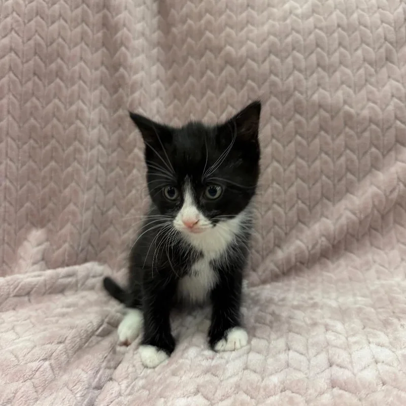 A baby small-sized female Black Domestic Short Hair cat named Penguin for adoption in Raleigh, NC