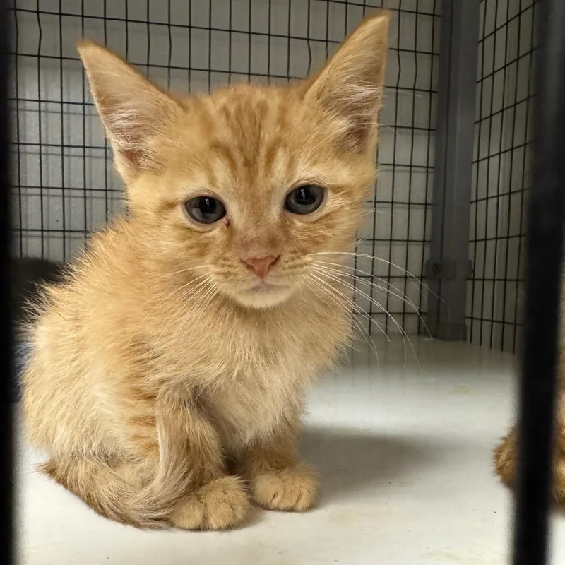 A baby small-sized male Orange / Red Domestic Medium Hair cat named Bumblebee for adoption in Columbiana, AL