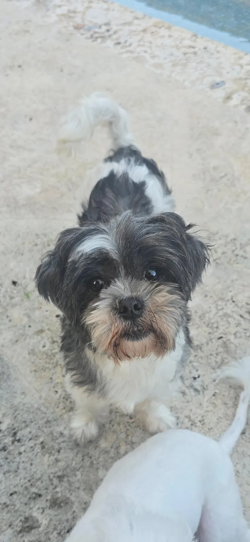 Cocoa