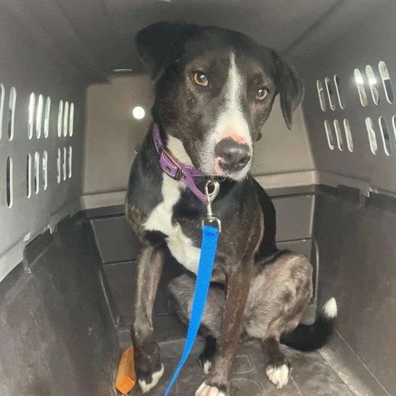 An adult medium-sized female Mixed Breed dog named Dottie for adoption in Chico, CA