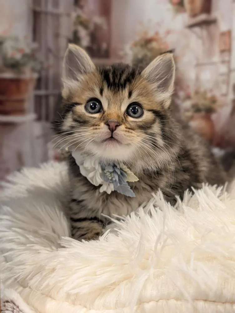 A baby small-sized male Domestic Medium Hair cat named Milan for adoption in Fremont, CA