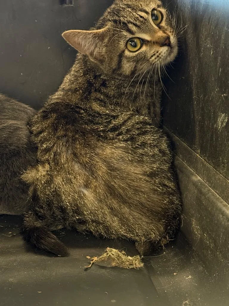 A baby medium-sized male Domestic Short Hair cat named Noah for adoption in Clarksville, TN