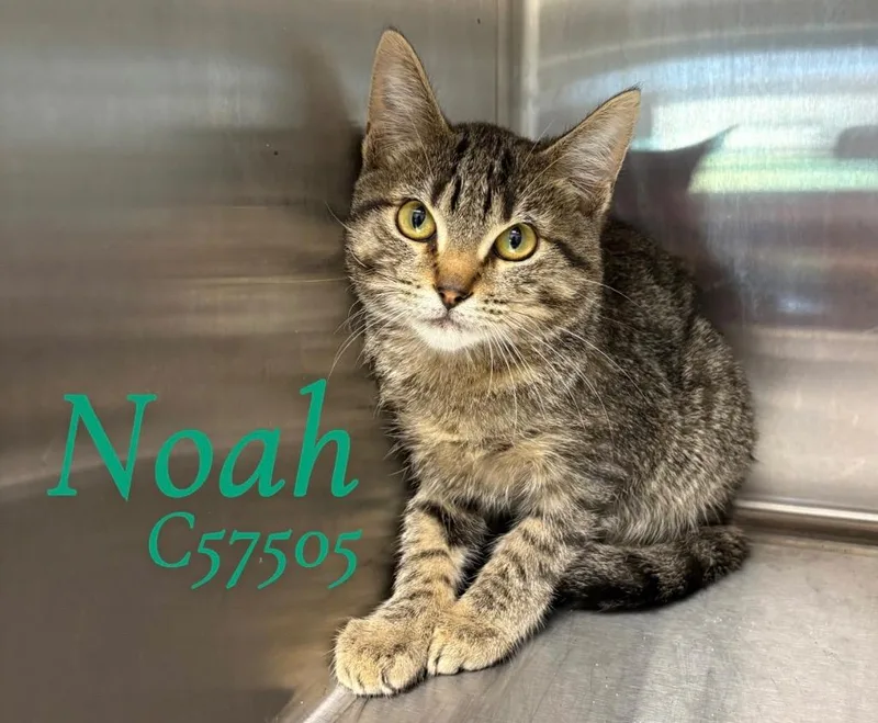 Noah thumbnail 2
