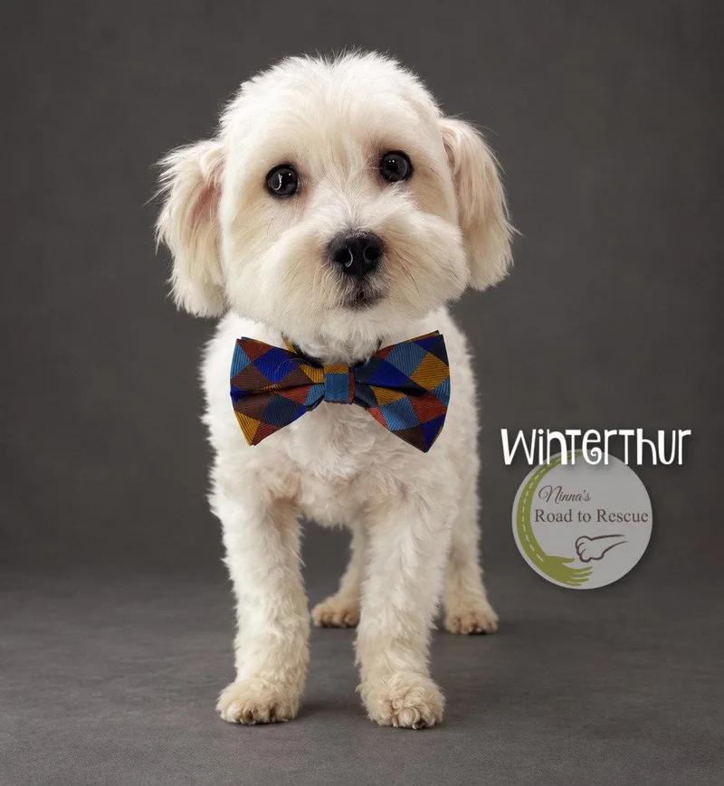An adult small-sized male Maltese dog named Winterthur for adoption in Benton, LA