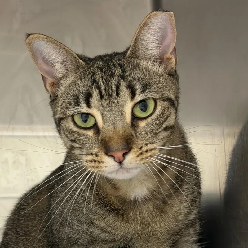 An adult large-sized female Domestic Short Hair cat named Can I pet that for adoption in Gloucester, VA