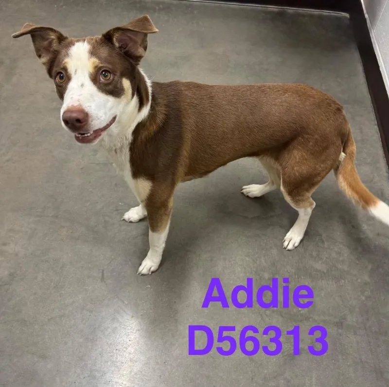 A young medium-sized female Mixed Breed dog named Addie for adoption in Clarksville, TN