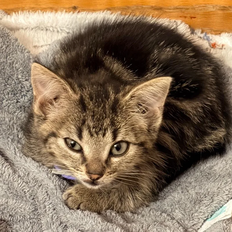 A baby small-sized female Gray / Blue / Silver Domestic Short Hair cat named Cubby for adoption in Rochester, MN