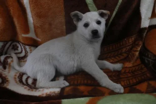 A baby medium-sized female Shepherd dog named Tavi for adoption in Thief River Falls, MN