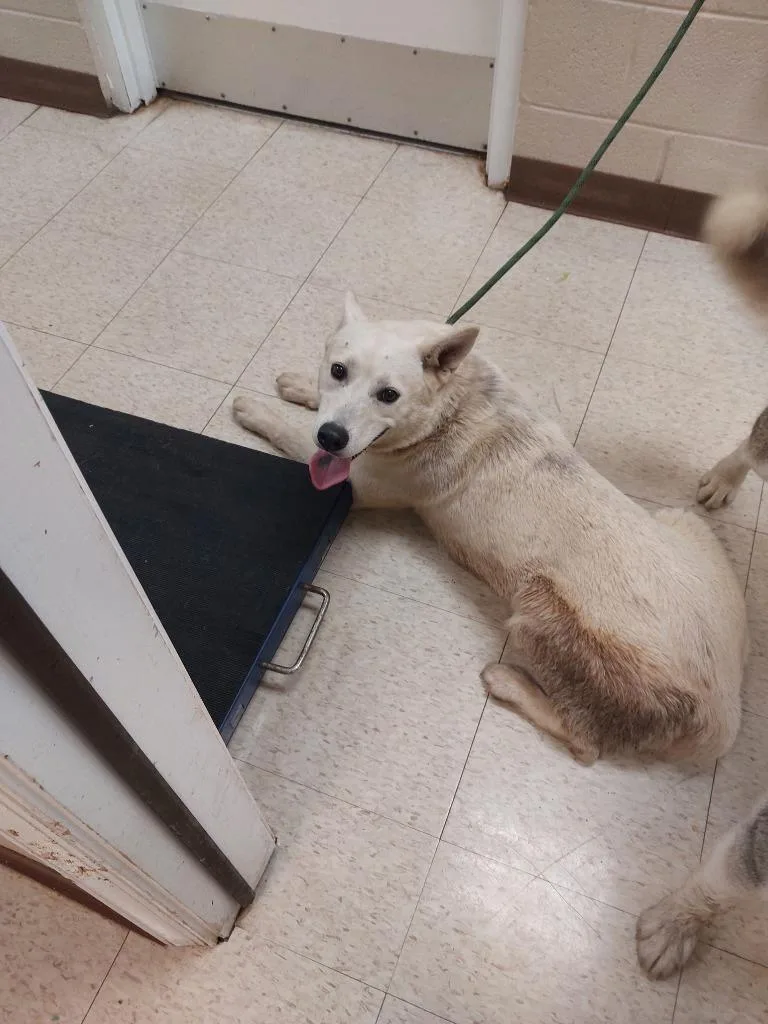 A young medium-sized female Husky dog named Nia for adoption in Mocksville, NC