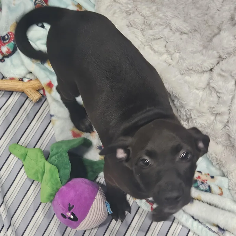 A baby medium-sized female Black Hound dog named Iva for adoption in Kalamazoo, MI