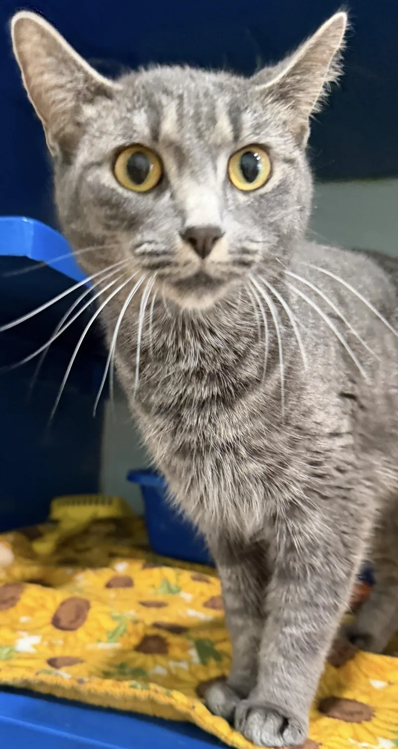 A baby medium-sized female Tabby (Gray / Blue / Silver) Domestic Short Hair cat named Momo for adoption in Sault Sainte Marie, MI