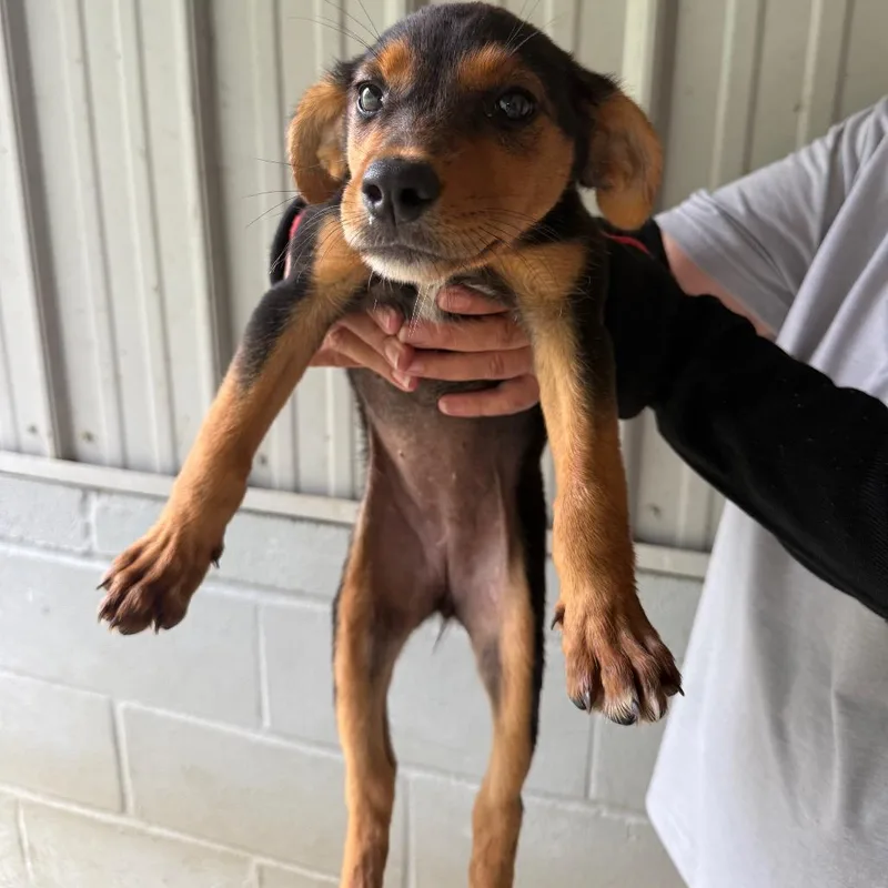 A young small-sized female Feist dog named Shirley for adoption in Kennebunk, ME