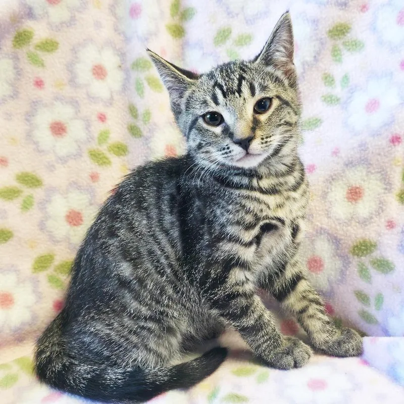 A baby small-sized female Brown / Chocolate Domestic Short Hair cat named Owl for adoption in Mount Juliet, TN