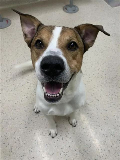 An adult large-sized male Labrador Retriever dog named Harlow James for adoption in Fairbanks, AK