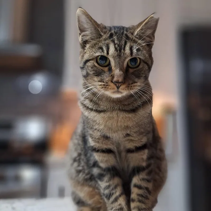 A young medium-sized female Tabby (Buff / Tan / Fawn) Domestic Short Hair cat named Gelato for adoption in Fort Collins, CO