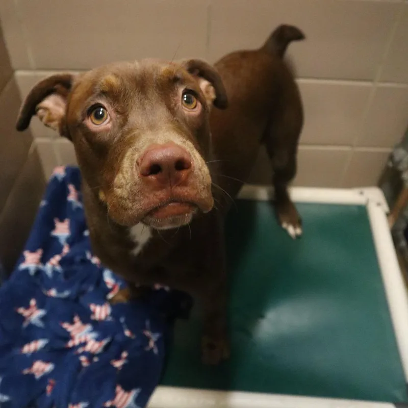 An adult medium-sized female Brown / Chocolate Mixed Breed dog named Coco Beans for adoption in Waukesha, WI